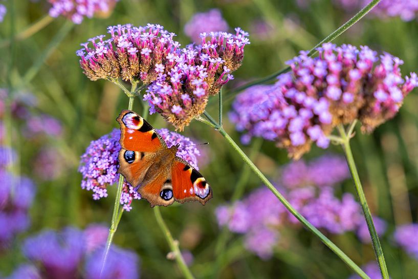 Leuchtend farbiger Schmetterling (Tagpfauenauge) auf Blüte (Verbena bonariensis) von Lieven Tomme