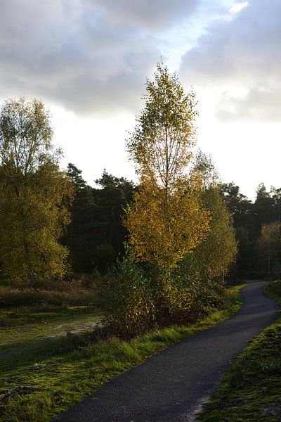 Radweg durch die Natur von Gerard de Zwaan