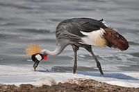 Grey crowned crane in the Ngorongoro crater in Tanzania