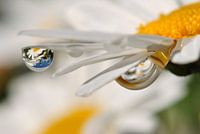 Daisy blossom with reflection in the drop
