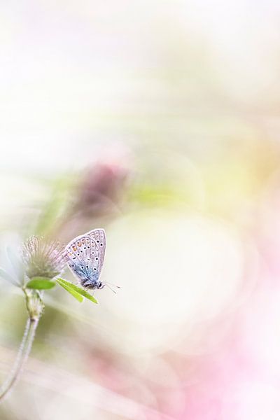 Tenderness by Bob Daalder