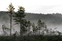 Nebel im Kiefernwald