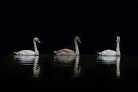 Zwanen, of wanneer oost en west elkaar ontmoeten