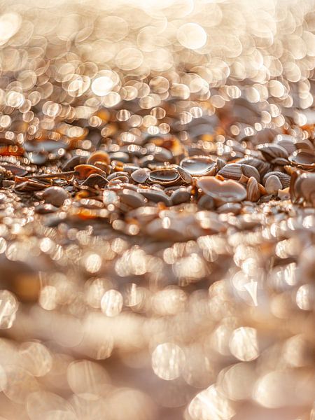 Coquillages sur la plage avec bokeh tourbillonnant par Yanuschka | Fotografie Noordwijk