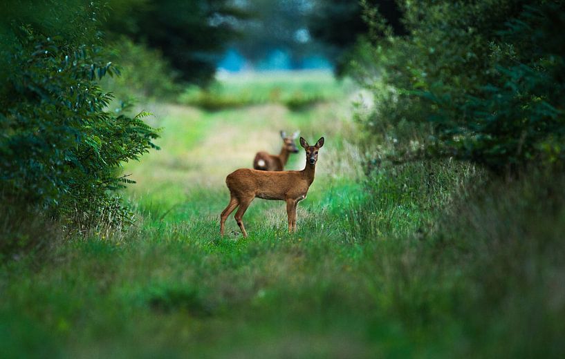 Reegeit in de vroege Morgen  par Harrie Timmermans