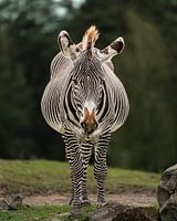 Zebra
