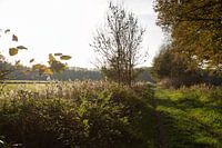 Beim Wandern in Oirschot mit dem Herbst