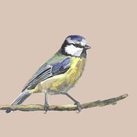 Blue Tit