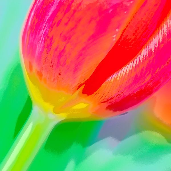 Tulpe von Patty Elferink