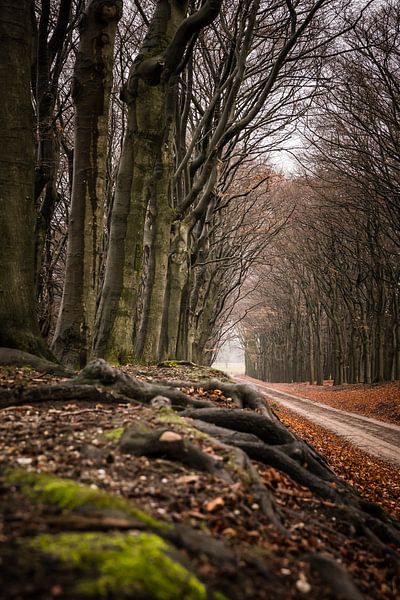 Forest path tunnel in winter by Mayra Fotografie