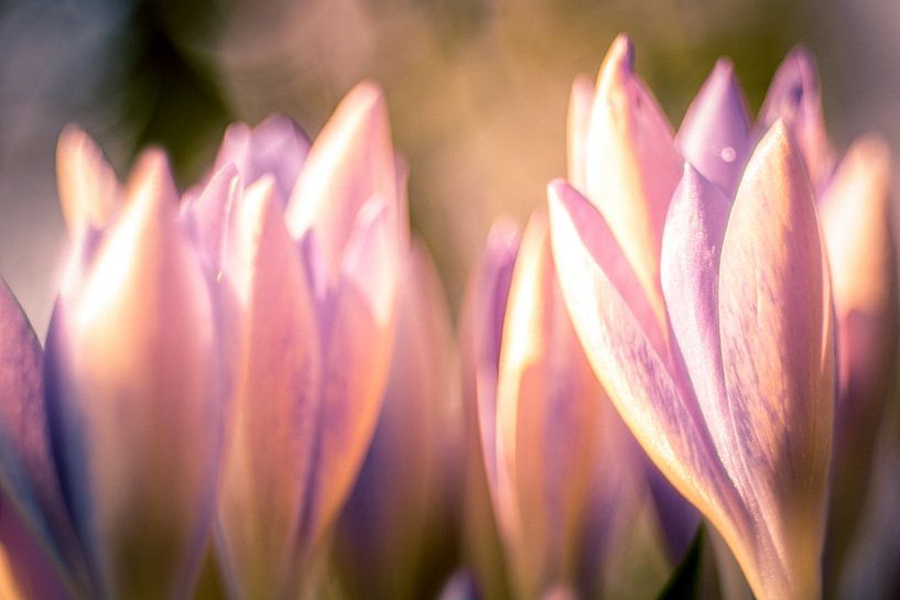 krokus von Maja Ooms