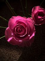 Roos in het donker