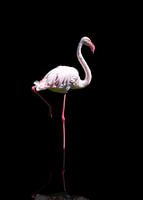 Single flamingo in reflection
