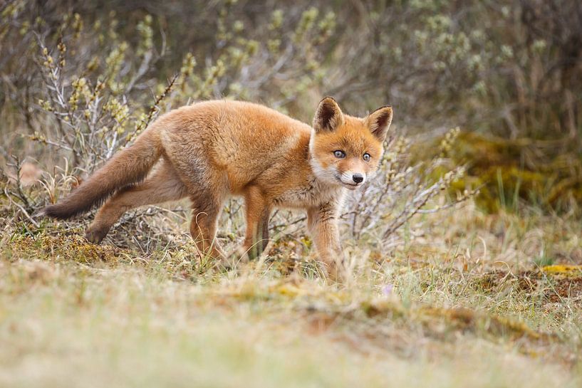 jonge vos par Pim Leijen