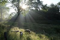 Sheep in the sun