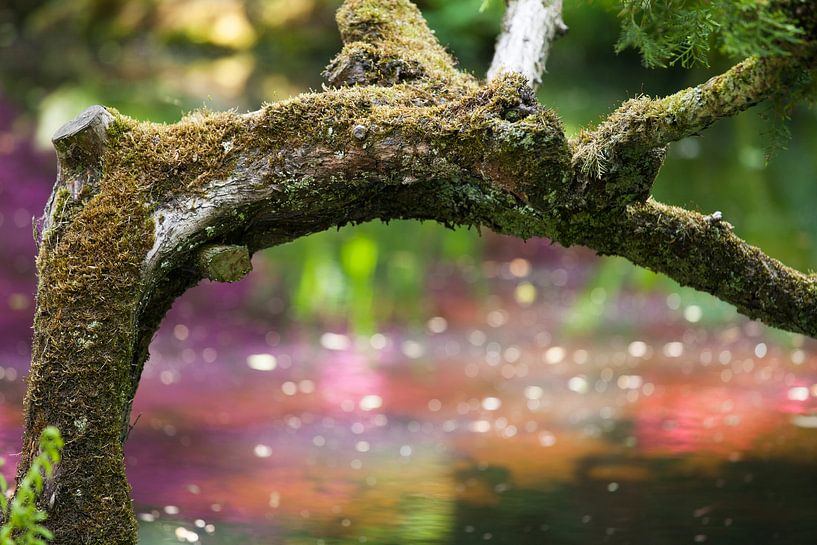 Japanese garden 6 by Raoul Suermondt