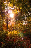 Herbst im Wald