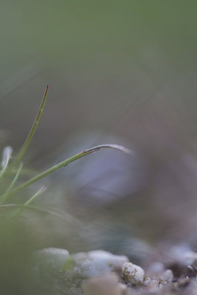 Gras par Robert Wiggers