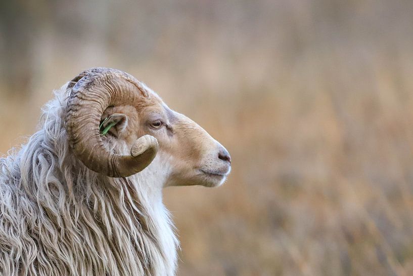 Sheep by Karin van Rooijen Fotografie