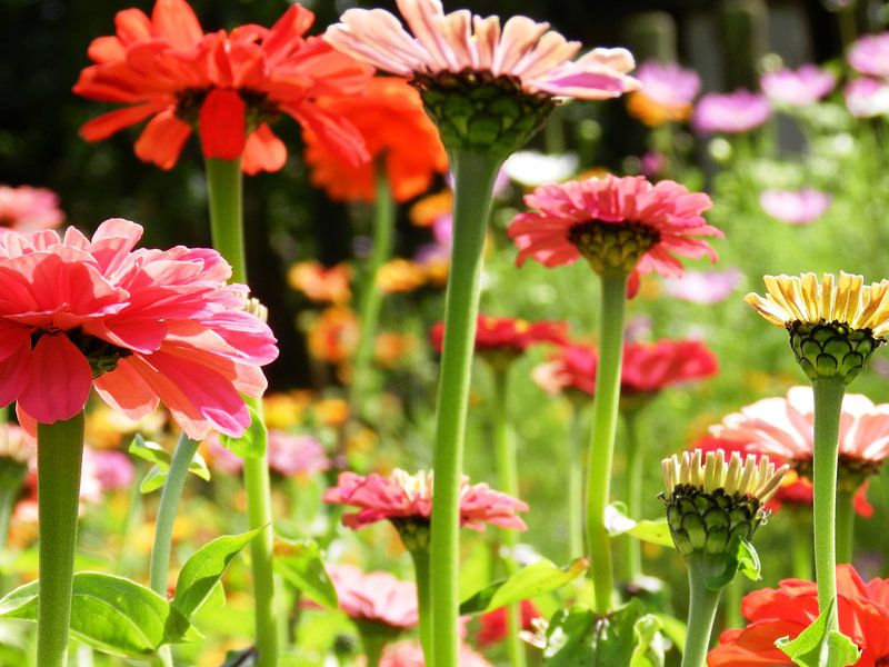 Bloem gerbera von Jellie van Althuis