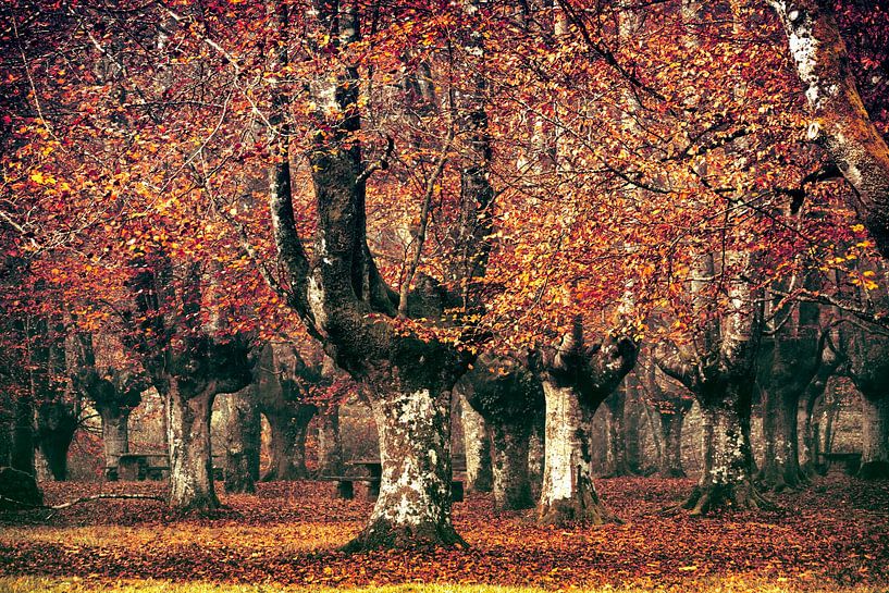 Der spanische Buchenwald von Lars van de Goor