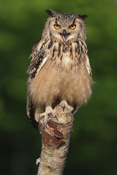 Bengalischer Uhu (Bubo bengalensis) von Ronald Pol
