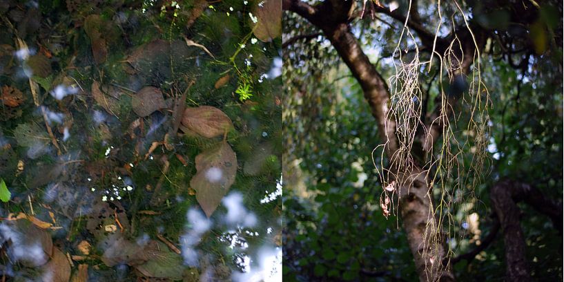 Tweeluik Water en Land: Amsterdam (5) par Anne Hana