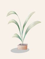 Strelitzia pot plant