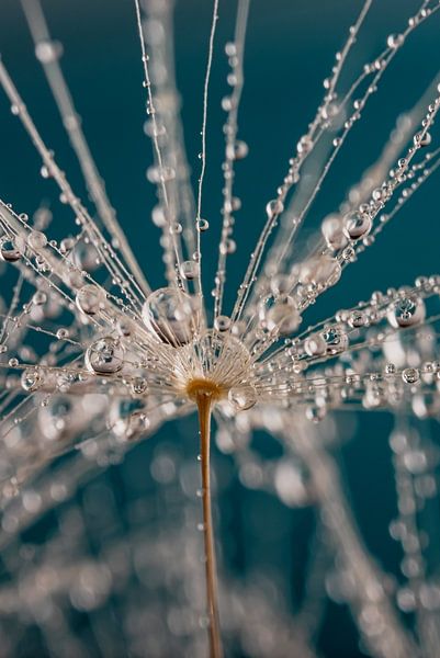 Abstraction: droplets hanging from the hairs of a fluff (with turquoise) by Marjolijn van den Berg