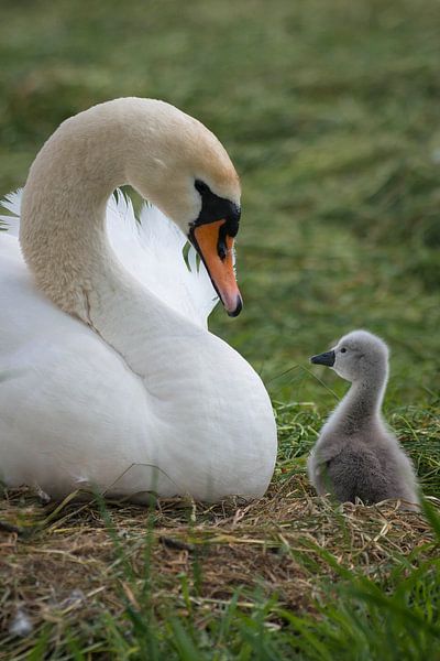 bonjour maman par Bart Hardorff