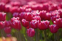 debutand rosa schöne Tulpen auf einem Feld auf dem Land