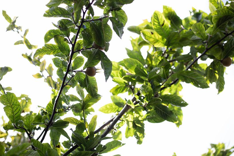 Baumzweige mit Früchten an einem sonnigen Tag von Senta Bemelman