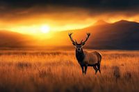 Stag Standing in Golden Field During Sunset with Mountains