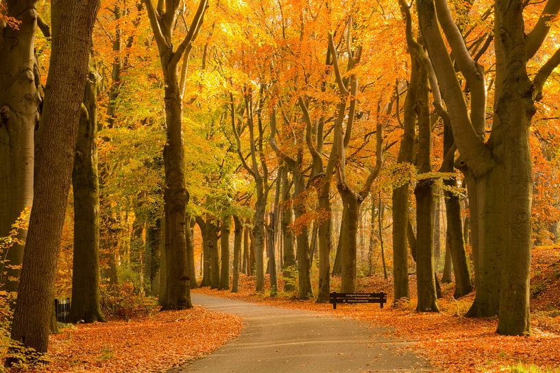 Die Buchen sind am Ende des Herbstes wunderschön von Sabina Meerman