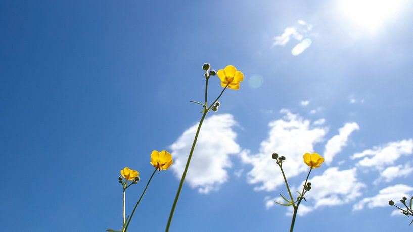 Butterblumen von Liv ter Riet