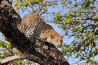 Leopard wildlife in South Africa