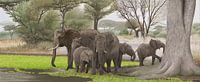 Elephants in the shade