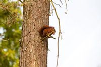Eichhörnchen auf dem Baum