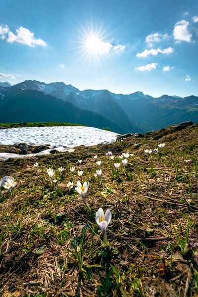 Crocuses over the Kleinwalsertal Alps by Leo Schindzielorz