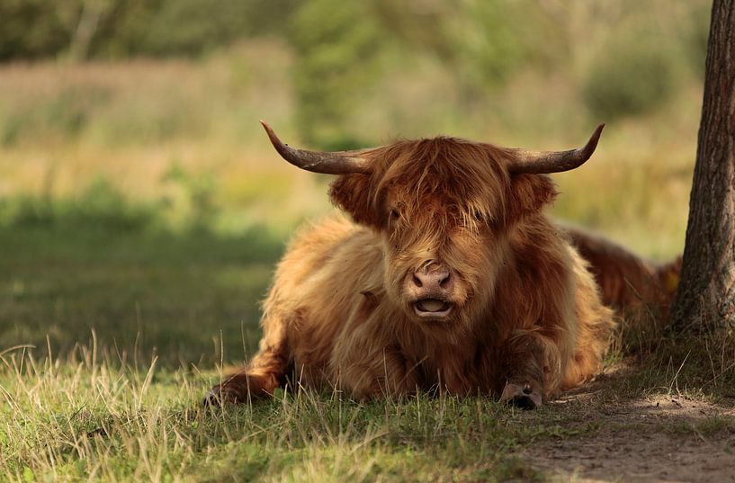 Schottischer Highlander von Frank Smedts