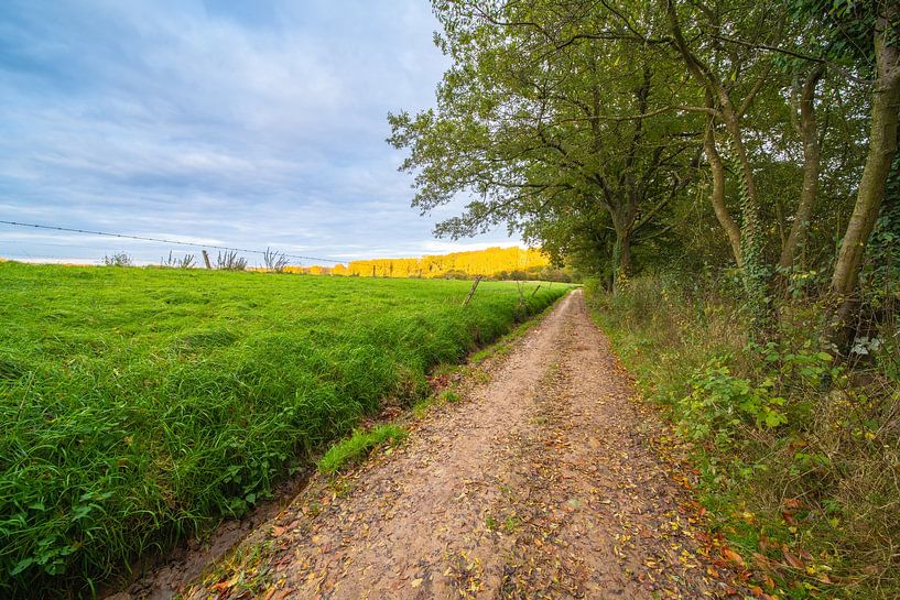 Paysage à côté de la forêt avec une route en terre. par Marcel Derweduwen