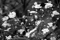 Weiße Blumen in Blüte