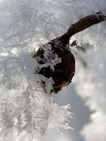 Winterse rozenbottel