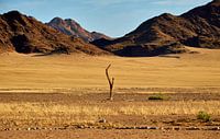Toter Baum im Namib-Naukluft Nationalpark, Namibia