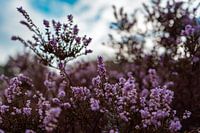 Glühende Pracht: Die blühende Schönheit der Heidepflanze