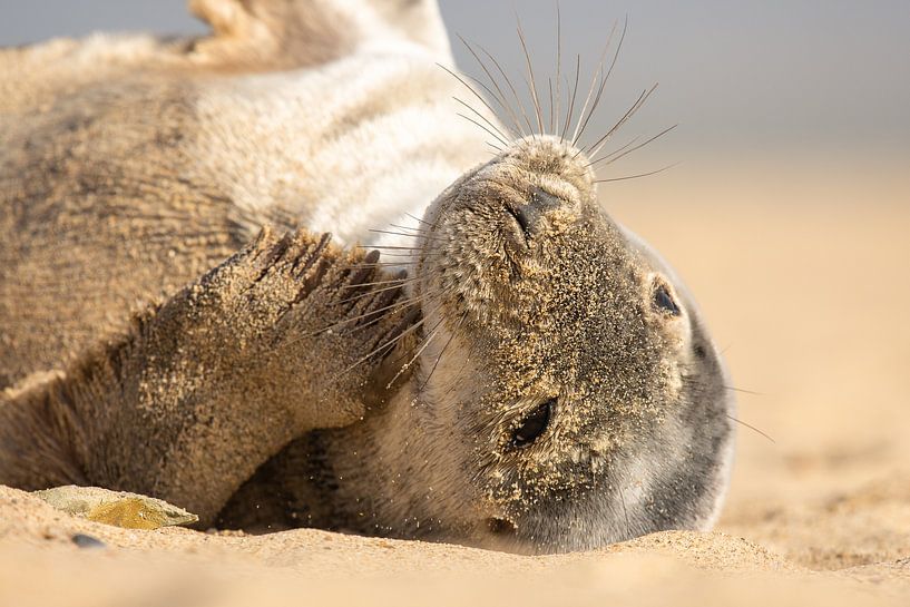 Dichtung von Peter Deschepper