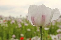 beau gros plan fleur de pavot blanc sur fond vert, bleu et rose doux