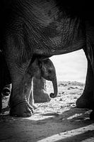 Baby elephant at mommy's in black and white