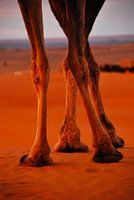 Beine in der Wüste Sahara - Marokko