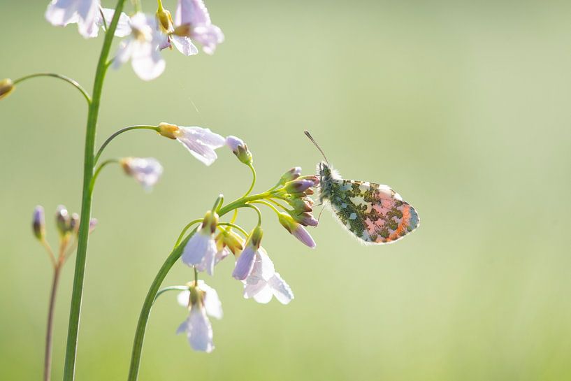 Orange tip tip by Elles Rijsdijk